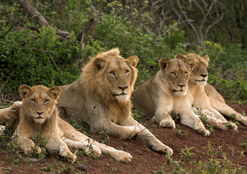A lion with his harem, or lionesses with their reproducer?