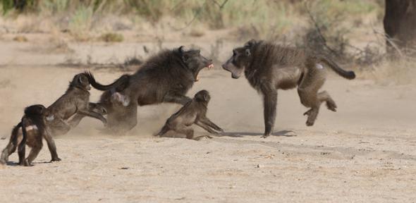 Combat de babouins